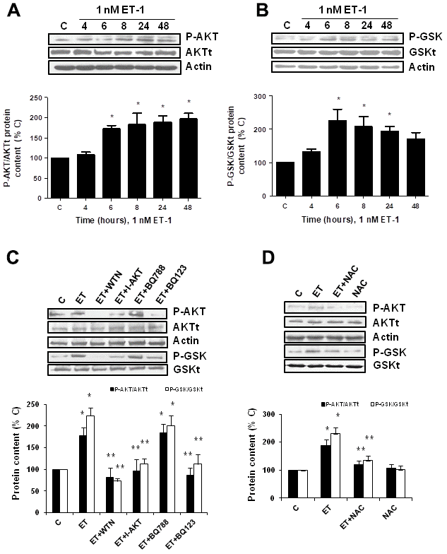 Endothelin-1 induces activation of PI3K-AKT-GSK pathway in mouse myoblasts (C2C12) through ETA receptor and ROS production. (A, B) Cells were incubated with 1 nM ET-1 at different times. Activation of PI3K-AKT-GSK pathway was analyzed by Western blot measuring phosphorylation of AKT (P-AKT, panel A) and phosphorylation of GSK (P-GSK, panel B). (C, D) Cells were incubated in the presence of different antagonists to block PI3K-AKT-GSK pathway (Wortmannin: 10 μM WTN; AKT inhibitor: 30 μM I-AKT), to block ET receptors (ETA receptor antagonist: 100 nM BQ123; ETB receptor antagonist: 100 nM BQ788) (C), and to block ROS production (antioxidant N-acetylcysteine: 100 μM NAC) (D). All of them were added at least 30 min before 1 nM ET-1 for 24h, to assay P-AKT (closed bars) or P-GSK (open bars). Representative Western blots are shown at the top of each panel. The densitometric analysis is shown below of each panel. Values are the mean±SEM of 5 independent experiments, *pC), and **p