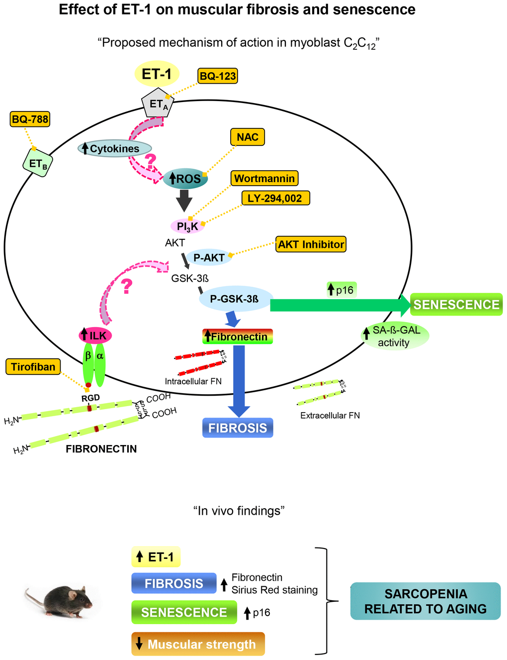 Proposal mechanism of action of ET-1 on muscular fibrosis and senescence. Myoblast cells present both type of ET-1 receptors, ETA and ETB, which are inhibited by specific antagonists such as BQ123 and BQ788, respectively. The binding of ET-1 to ETA receptor induces fibrosis and senescence through ROS production by activation of PI3K-AKT-GSK pathway. The inflammation induced by ET-1 could be also implied. Several antagonists were used to inhibit both, ROS production with the antioxidant N-acetylcysteine (NAC), and the PI3K-AKT-GSK pathway with AKT inhibitor, LY-294,002 and Wortmannin, to check the mechanism. Fibronectin could induce senescence through integrin receptor activation by joining to RGD sequence, and then trigger some downstream pathways through ILK activation. Tirofiban blocks the joining of FN to RGD sequence. Findings in aged mice are showed below which are similar to those found in myoblast cells induced by ET-1, suggesting that the appearance of fibrosis and senescence could be involved in the genesis of sarcopenia related to aging. Note: all antagonists or inhibitors are represented in an orange box and unexplored mechanisms with an arrow with dashed pink line.