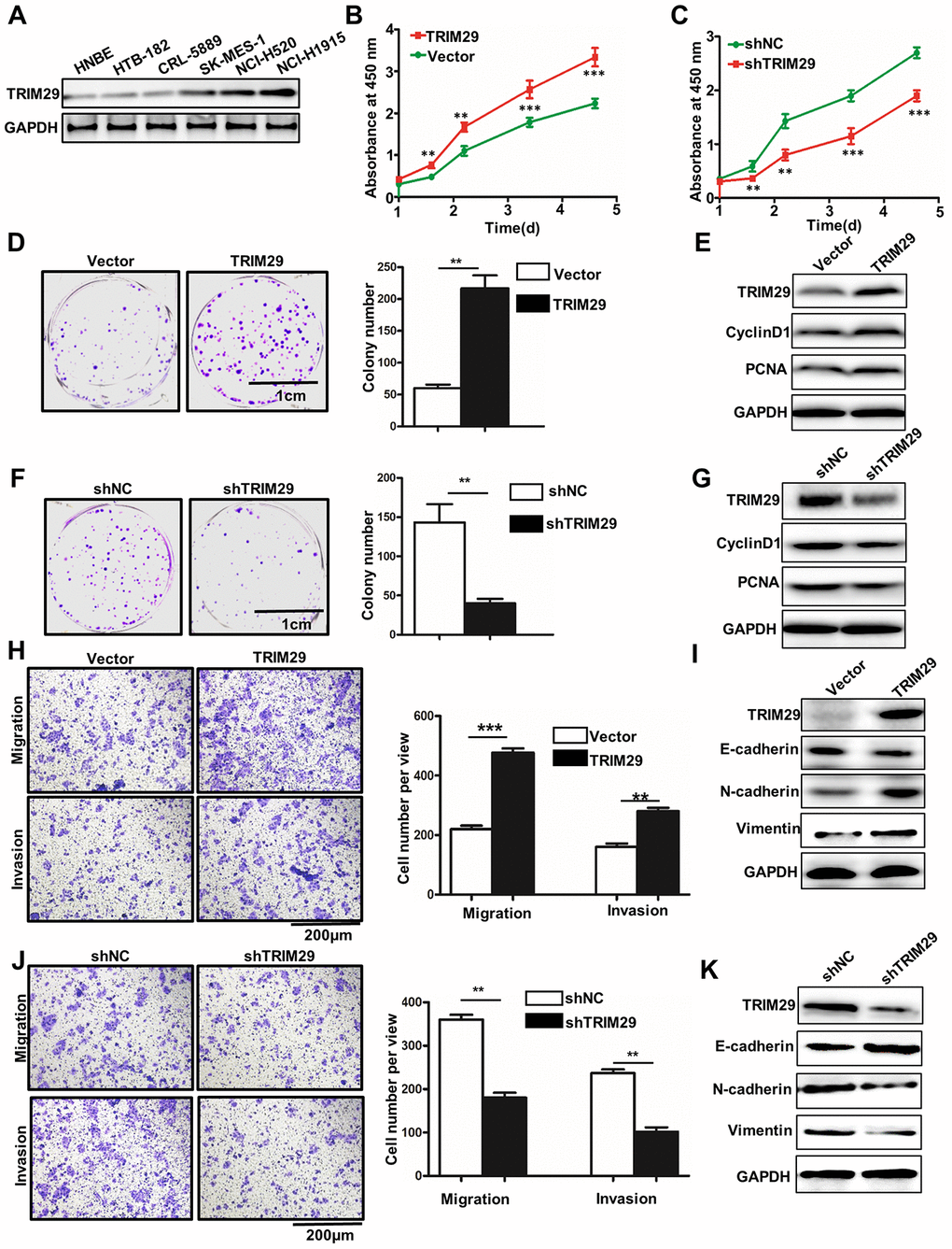 TRIM29 promotes metastasis and proliferation of lung squamous cell carcinoma cells in vitro. (A) Western blot analysis of TRIM29 expression in HNBE, HTB-182, CRL-5889, SK-MES-1, NCL-H520, and NCL-H1915. (B) Overexpresson of TRIM29 could significantly promote the proliferation of HTB-182 cells. (C) Knockdown of TRIM29 could significantly inhibit the proliferation of NCI-H1915 cells. (D) Colony formation analysis of TRIM29 over-expression treated HTB-182 cells. (E) Western blot analysis of cell proliferation-related biomarkers expression in TRIM29 over-expression treated HTB-182 cells. (F) Colony formation analysis of TRIM29 knockdown treated NCI-H1915 cells. (G) Western blot analysis of cell proliferation-related biomarkers expression in TRIM29 knockdown treated NCI-H1915 cells. (H) Migration and invasion analysis of TRIM29 over-expression treated HTB-182 cells. (I) Western blot analysis of EMT-related biomarkers expression in RIM29 over-expression treated HTB-182 cells. (J) Migration and invasion analysis of TRIM29 knockdown treated NCI-H1915 cells. (K) Western blot analysis of EMT-related biomarkers expression in knockdown treated NCI-H1915 cells. **P