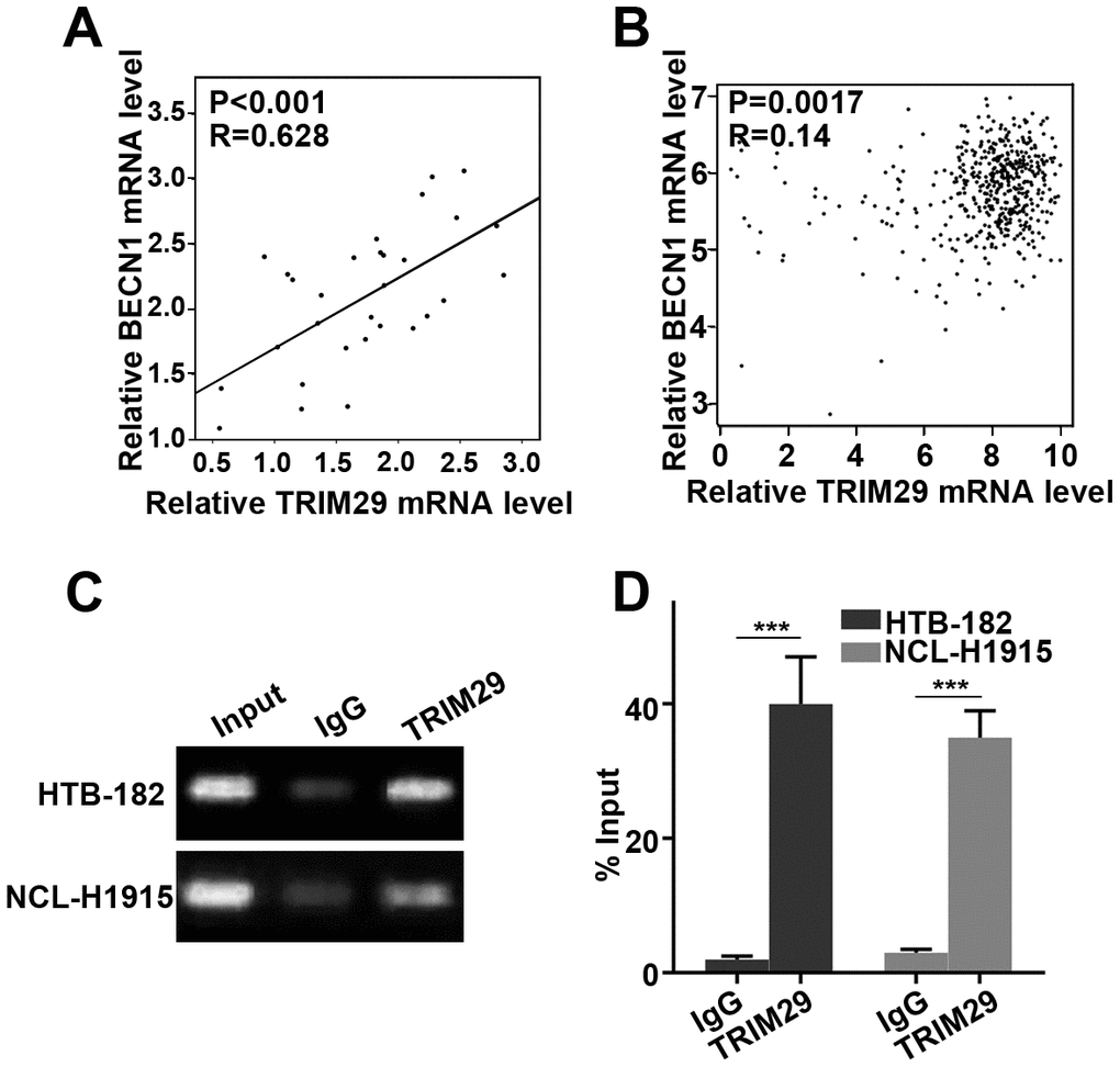 TRIM29 activated BECN1 at the transcription level. (A) Pearson correlation analysis about the expression of TRIM29 and BECN1 in the tissues. (B) Pearson correlation analysis about the expression of TRIM29 and BECN1 through GEPIA data base. (C) TRIM29 could combine the promoter area of BECN1 using CHIP assay. (D) Measurement of input DNA by qRT-PCR.