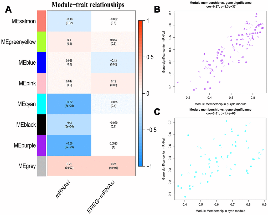 Identification of modules associated with stemness index in HCC. (A) The table shows the module-trait relationships of all gene modules, which are represented by different colors. Each cell in the table shows the correlation co-efficient and the p-value between the gene module in rows and the mRNAsi or EREG-mRNAsiin the columns. The degree of correlation is indicated by the color depth; red represents a positive correlation and blue represents a negative correlation. (B, C) The scatter plots of genes in the top 2 gene modules, purple (B, n=116) and cyan (C, n=44). The X axis is module membership in modules and the Y axis is gene significance for mRNAsi.