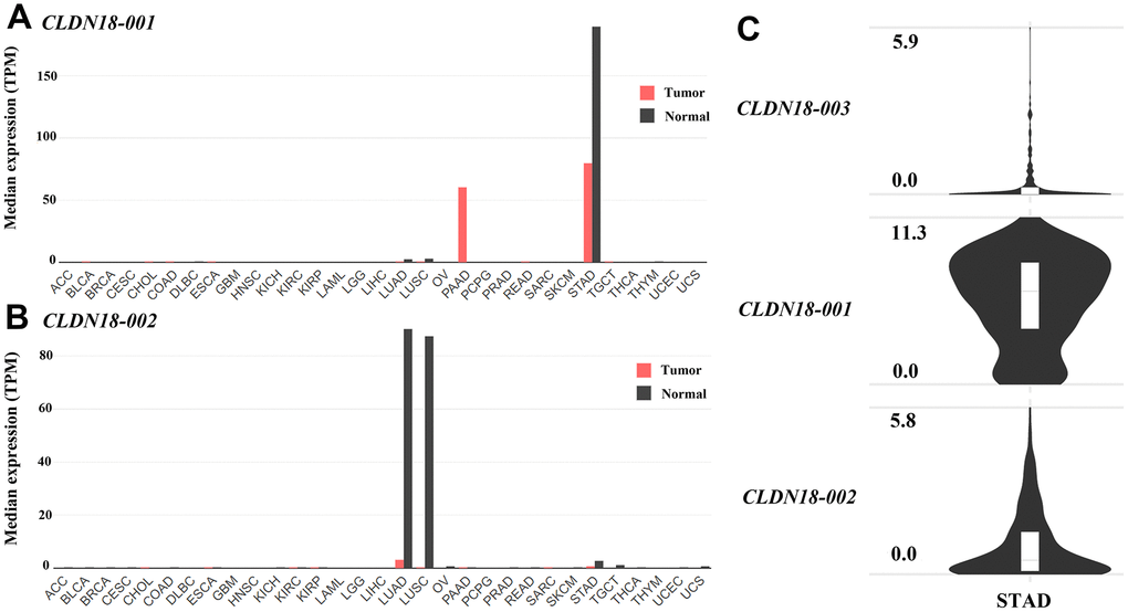 Transcript levels of isoforms of CLDN18 in the GEPIA2 database. (A) The transcript levels of CLDN18-001 across all tumor samples and paired normal tissues. (B) The transcript levels of CLDN18-002 across all tumor samples and paired normal tissues. (C) The transcript levels of three isoforms of CLDN18 in GC tissues. The height of the bars of (A, B) represents the median expression levels transformed by TPM. The Y axis of (C) represents the expression level transformed by log2(counts+1). TPM, transcripts per kilobase of exon per million mapped reads.