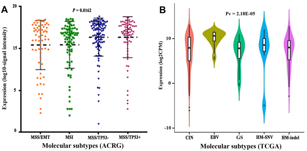 Transcript levels of CLDN18 among molecular subtypes. (A) Molecular subtypes of GC according to the Asian Cancer Research Group (ACRG). (B) Molecular subtypes of GC according to the Cancer Genome Atlas (TCGA). EMT, epithelial-mesenchymal transition; MSI, microsatellite instability; MSS, microsatellite stable; TP53, tumor protein p53; CIN, chromosomal instability; EBV, Epstein-Barr virus; GS, genomically stable; HM, high mutation; SNV, single nucleotide variants.