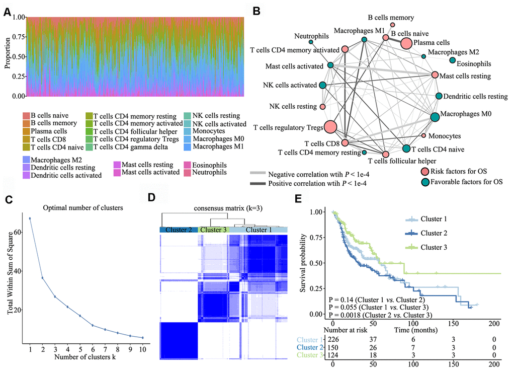 Overview of TME characteristics. (A) Relative percentage of each immune cell type in 502 patients with HNSCC from TCGA database. (B) Tumor–immune cell interactions. The size of each cell represents the impact of each TME cell type on survival and was calculated using log10 (log-rank test P value). Risk factors for overall survival are indicated in pink, and favourable factors are in green. The lines connecting TME cell types represent cellular interactions. The thickness of the lines represents the strength of correlation, which was estimated using Spearman correlation analysis. Negative correlation is indicated in grey and positive correlation in black. (C) The elbow criterion determines the optimal number of TME clusters (K = 3). (D) Consensus clustering analysis identification of the three TME clusters (samples, n = 500). The white (consensus value = 0, samples never clustered together) and blue (consensus value = 1, samples always clustered together) heatmap display sample consensus. (E) Kaplan–Meier curves for survival probability of the three clusters. Log-rank test was used for data analysis.