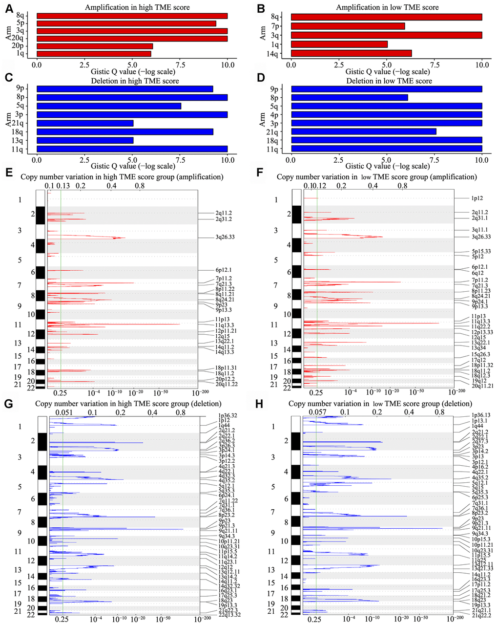 CNV analysis in HNSCC. (A–D) CNV at arm level. The bar graphs show the frequency of arm-level CNV amplification (A, B) and deletion (C, D), the vertical axis denotes chromosome arms. (E–H) CNV at focal regions detected by GISTIC v2·0. Regions of recurrent focal amplifications (E, F) and focal deletions (G, H) in the high and low TME score groups are plotted by false discovery rate (x-axis) for each chromosome (y-axis). Dashed lines represent the centromere of each chromosome.