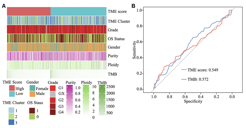 Clinical and integrated genomic landscape of HNSCC with the TME score phenotype. (A) Comprehensive genomic landscape of HNSCC. (B) Prediction immunotherapy effect of TME score by ROC analysis.