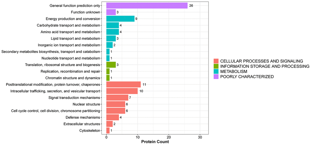 KOG functional annotation of DEPs.