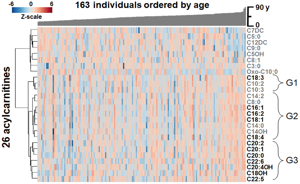 Heat map of one-way hierarchical clustering analysis (HCA) of the 26 acylcarnitines significantly associating with age. Along the x-axis, individuals are organized by age, with youngest on the left. The y-axis is comprised of the one-way HCA of acylcarnitines. Each column represents an individuals’ metabolic profile of the 35 acylcarnitines. Degree of deviation of acylcarnitine concentration below the mean of the study population are indicated by saturation of blue coloration, and degree of deviation of acylcarnitine concentration above the mean of the study population are indicated by saturation of red coloration. Short-chain and medium-chain acylcarnitines are labeled in gray, and long-chain and very-long-chain acylcarnitines are highlighted by labeling in black. For acylcarnitines detected on both C18 and anion exchange columns, only the C18 data was included in the HCA. The lower major acylcarnitine cluster is labeled by its subgroups, G1-3.