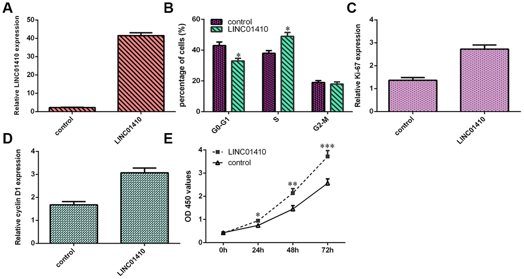 LINC01410 overexpression induced osteosarcoma cell growth and cell cycle progression. (A) The expression of LINC01410 was detected by qRT-PCR analysis. (B) Cell cycle analysis indicated that overexpression of LINC01410 promoted the MG-63 cell cycle. (C) Ectopic LINC01410 expression increased ki-67 expression in MG-63 cells. (D) Cyclin D1 expression was measured by qRT-PCR. (E) Overexpression of LINC01410 enhanced the growth of MG-63 cells. *p