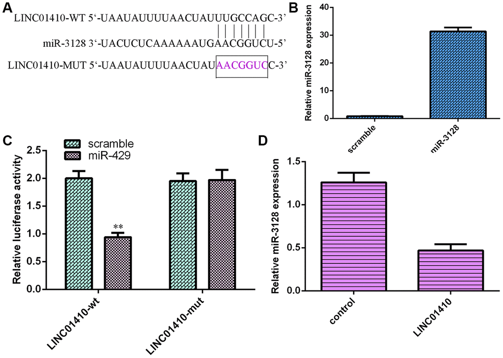 LINC01410 acted as a sponge for miR-3128. (A) LINC01410 was predicted to have binding sites for miR-3128 by using StarBase. (B) miR-3128 expression was detected by qRT-PCR assay. (C) miR-3128 overexpression decreased the luciferase activity of WT-LINC01410 but not mut-LINC01410 in MG-63 cells. (D) Upregulation of LINC01410 expression suppressed miR-3128 expression in MG-63 cells. **p