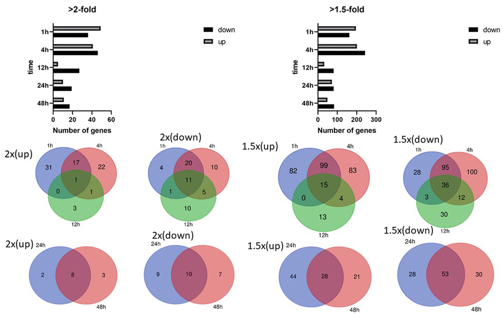 Differentially expressed genes in human cardiomyocytes. Numbers of differentially expressed genes after cyclic stretching: (A) Genes showing an at least 2-fold difference in expression; (B) genes showing an at least 1.5-fold difference in expression. Venn diagrams show the overlapping genes with at least 2-fold and 1.5-fold differences in expression.