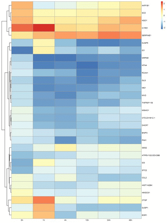 Differential expression profile of 29 genes after 1, 4, 12, 24, and 48 hours of cyclical stretching in human cardiomyocytes. The heat map diagram shows expression changes for 29 genes that were altered in cardiac myocytes in response to at least three time points of mechanical stretching.