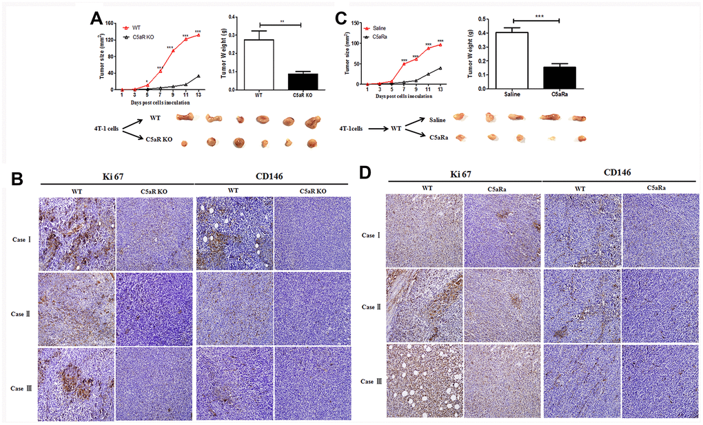 Reduced tumor growth in mice with C5aR deficiency or C5aR signaling blockade. Mice were received the murine BC cell line 4T-1 cells transplantation for tumor development. Tumor size was measured every 2 days. Mice were sacrificed in the indicated time and tumors tissues were collected. (C5aRa treatment: WT mice were injected with C5aRa 30 min prior to 4T-1 cells transplantation. Saline was used as the control of C5aRa). (A) Size and weight of tumors from WT and C5aR KO mice. (B) Ki67 and CD146 expression in WT and C5aRKO mice. (C) Size and weight of tumors from WT mice pretreated with Saline or C5aRa. (D) Ki67 and CD146 expression in WT mice with C5aRa and saline. (n = 5-6/group). Magnification: 200×. Three independent experiments were performed. *P 