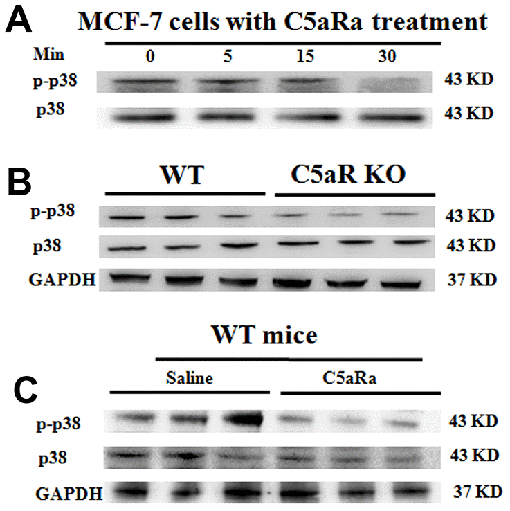 Reduced p38 phosphorylation in BC tumoral tissues in mice with C5aR deficiency or C5aR signaling blockade. (A) The phosphorylation levels of p38 in human BC cell line MCF-7 cells after C5aRa treatment (10 nM) for indicated times. (B, C) After transplantation with murine BC cell line 4T-1 cells, mice were sacrificed in the indicated times and tumor tissues were collected (C5aRa treatment group: WT mice was injected with C5aRa 30 min prior to 4T-1 cells transplantation. Saline was used as the control of C5aRa). P-p38/p38 expression levels in tumor tissue were determined by western blotting. GAPDH was used as the loading control. The data are representative of three independent experiments.