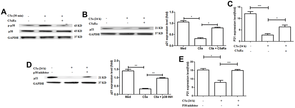 Involvement of p38 pathway in C5aR signaling-mediated the downregulation of p21 expression. (A–C) MCF-7 cells were pre-incubated with C5aRa (10 nM) for 60 min before exposure to recombinant murine C5a (480 ng/mL) for 30 min or 24 h. The cell lysates were assessed by western blotting using a polyclonal antibody against p-p38, p21 and the mRNA levels of p21 were measured by RT-PCR. (D, E) MCF-7 cells were pre-incubated with p38 inhibitor SB203580 (50 mM) for 60 min before exposure to recombinant murine C5a (480 ng/mL) for 24 h and then p21 expression levels were detected by western blotting with polyclonal antibody against p21 and the mRNA levels of p21 were measured by RT-PCR. *P in vitro measurements were performed in independent quadruplicates with matching results.