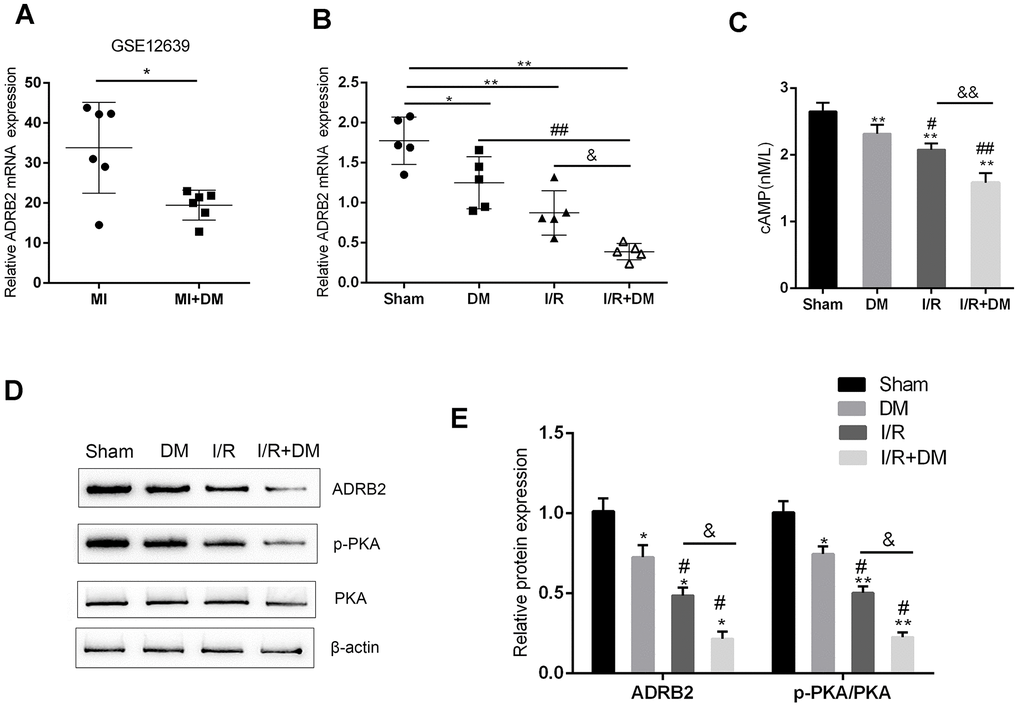 cAMP/PKA and β-adrenergic signaling pathways upstream of TrkB are dysregulated in I/R and diabetic I/R group. (A) ADRB2 mRNA expression in MI and MI + DM rats based on online microarray profile (GSE12639). (B) ADRB2 mRNA expression in rat hearts (n=5) from Sham, DM, I/R, or I/R + DM group determined by real-time PCR. (C) The concentration of cAMP in rat hearts from Sham, DM, I/R, or I/R +DM group determined by ELISA. (D, E) The protein levels of ADRB2, p-PKA, and PKA in rat hearts from Sham, DM. I/R, or I/R + DM group determined by Immunoblotting, n=3. **PPPP