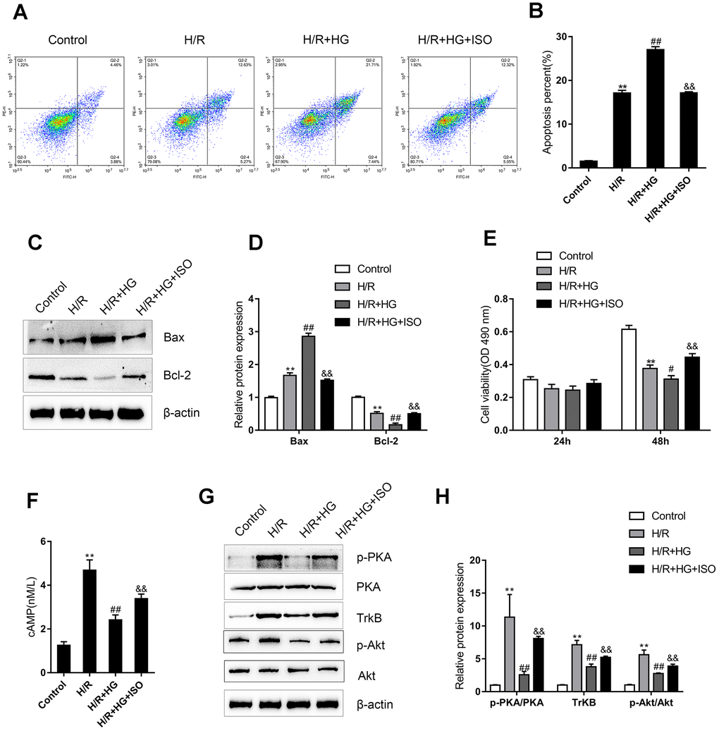 An ADRB2 agonist activates cAMP/PKA signaling and the recovery of H9C2 cells from H/R injury under high-glucose (HG) stimulation. H9C2 cells were subjected to H/R injury with or without HG stimulation and ADRB2 agonist ISO treatment and examined for (A, B) the cell apoptosis by Flow cytometry (n=3); (C, D) the protein levels of apoptotic Bax/Bcl-2 signaling factors Bax and Bcl-2 by immunoblotting (n=3); (E) the cell viability by MTT assay (n=5); (F) the cAMP concentrations (n=3); (G, H) the protein levels of p-PKA, PKA, TrkB, p-Akt, and Akt by immunoblotting, (n=3).**PPPP