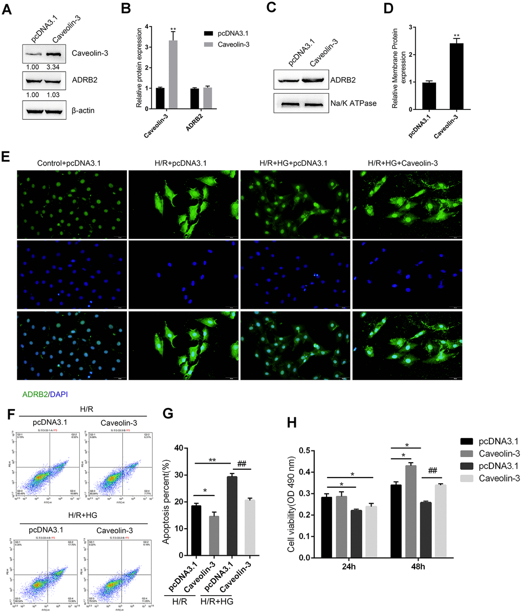 Caveolin-3 promotes the localization of β2AR onto the cytomembrane of H9C2 cells. (A, B) H9C2 cells were transfected with pcDNA3.1/Caveolin-3 to conduct Caveolin-3 overexpression. The total protein levels of Caveolin-3 and ADRB2 in Caveolin-3-transfected cells were determined using immunoblotting, (n=3). (C, D) The membrane protein levels of ADRB2 in Caveolin-3-transfected cells were determined using immunoblotting, (n=3). (E) The content and distribution of ADRB2 protein in the control, H/R, H/R + HG, and H/R + HG + Caveolin-3 groups determined by IF staining, (n=3). (F–H) H9C2 cells were transfected with pcDNA3.1/Caveolin-3 under H/R or HG stimulation and examined for cell apoptosis by Flow cytometry (n=3) and cell viability by MTT assay (n=5). *PPP
