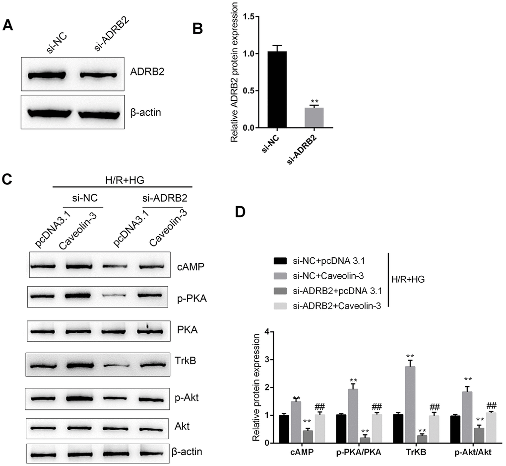 Caveolin-3 enhances the activity of BDNF/TrkB signaling through ADRB2 and cAMP. (A, B) ADRB2 silencing was conducted in H9C2 cells by transfection of si-ADRB2, as confirmed by immunoblotting. Next, under H/R+HG stimulation, H9C2 cells were co-transfected with pcDNA3.1/Caveolin-3 and si-ADRB2 and examined for (C, D) cAMP, p-PKA, PKA, TrkB, p-Akt, and Akt proteins. N=3. **PP