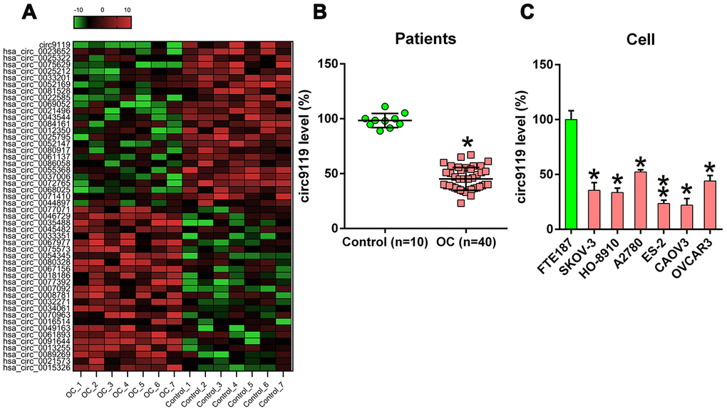 cicr9119 expression in OC samples and cell lines. (A) Hierarchical clustering evaluation revealed changes in the circRNA expression patterns in OC (n = 7) and control groups (n = 7); each group comprised seven samples (>2 × expression distinction; P B) qRT–PCR showed circ9119 expression in OC samples (n = 40) and normal healthy control samples (n = 10). (C) qRT–PCR showed circ9119 expression in OC and FTE187 cells. *P 