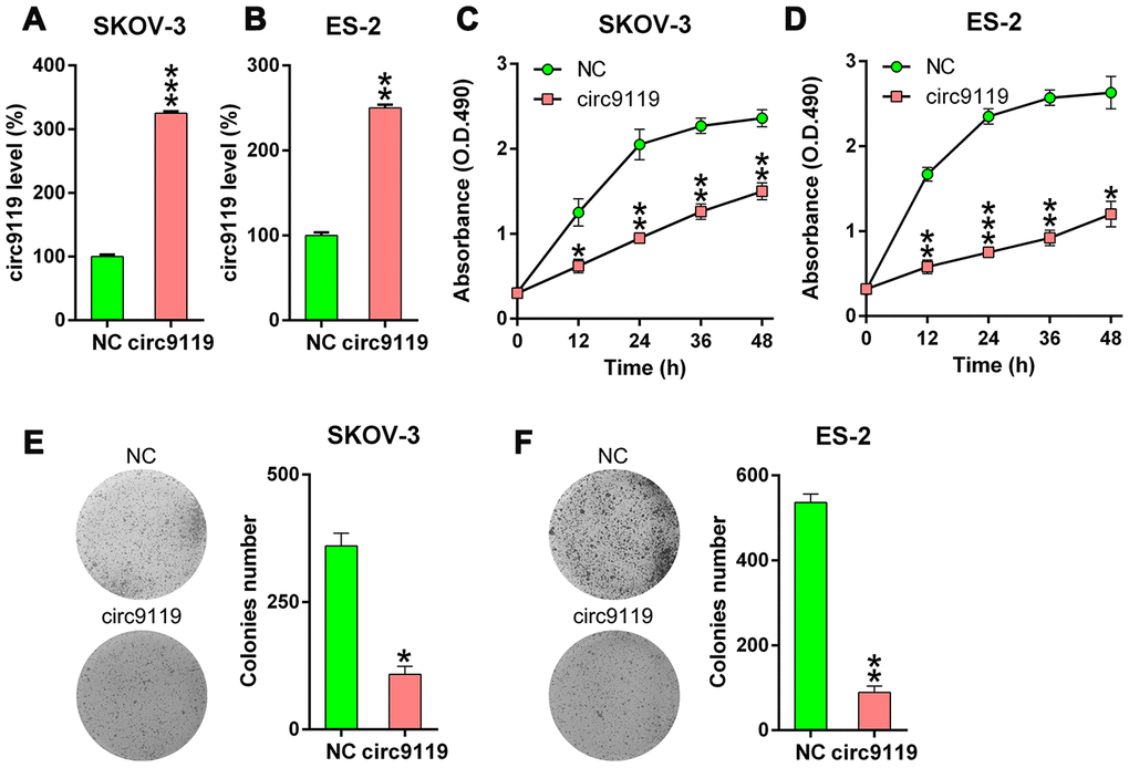 circ9119 decreased cell viability of ES-2 and SKOV-3 cells. The cells were transfected with circ9119 overexpression or NC vector for 1.5 d. (A, B) qRT–PCR examined the circ9119expression. (C, D) MTT assay showed the proliferation rate of ES-2 and SKOV-3 cells at 12–48 h post transfection. (E, F) Soft agar colony formation assay conducted in SKOV-3 and ES-2 cells with circ9119 overexpression at 48 h post transfection. n = 3. *P 