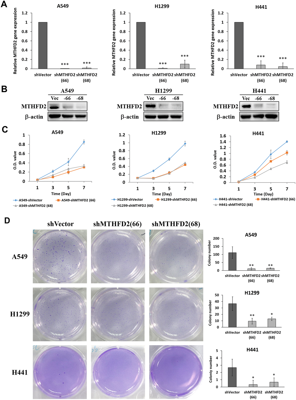 MTHFD2 knockdown on growth and proliferation potential of lung cancer. (A) Relative gene expression of MTHFD2 in knockdown group compared to vector control. *** indicate pB) The MTHFD2 protein expression of vector control group and MTHFD2-knockdown group, where β-actin as loading control. (C) MTT assay-dependent cell viabilities of MTHFD2-knockdown groups of A549, H1299 and H441 compared to vector control. (D) The morphology and quantification of formed colonies of vector control and MTHFD2-knockdown groups of A549, H1299 and H441 cell lines by soft agar assay. * and ** indicate p