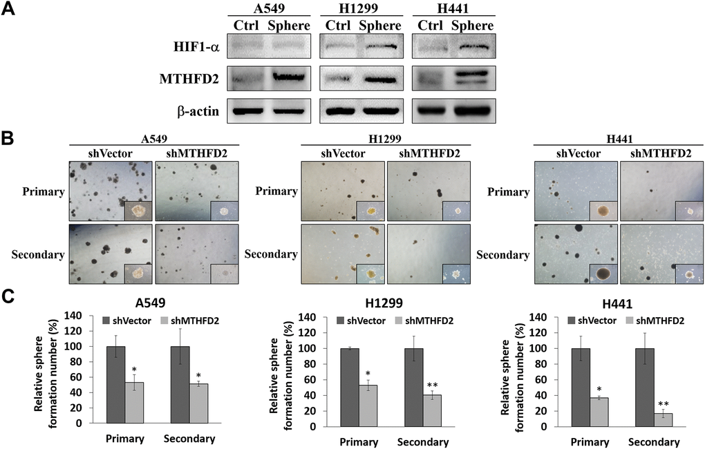 MTHFD2 knockdown and assessment of lung cancer stemness through sphere formation assay. (A) Representative protein expression of MTHFD2 and HIF-1α in adherent non-sphere forming cells (Ctrl) and sphere cells (Sphere) of parental cell lines, β-actin was used as loading control. (B) Bright-field images of primary and secondary tumor spheres (at 4X and 10X magnifications) and (C) their relative quantification of vector control and MTHFD2-knockdown cell lines, A549, H1299 and H441. * and ** indicate pt-test.