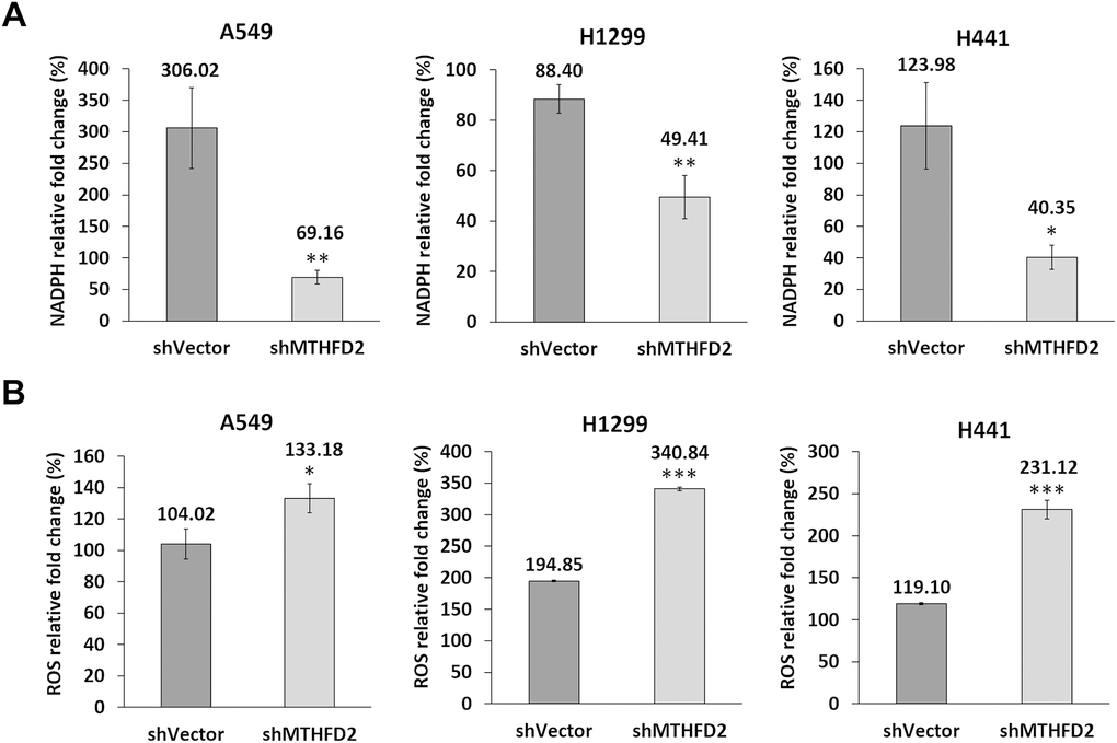 MTHFD2 and maintenance of redox homeostasis under low oxygen tension. Rate of change (%) of (A) NADPH and (B) ROS production in vector control and MTHFD2-knockdown groups of A549, H1299 and H441 cells after their treatment with 200 μM of CoCl2 for 24 hours. *, ** and *** indicate pt-test, compared to shVector group.