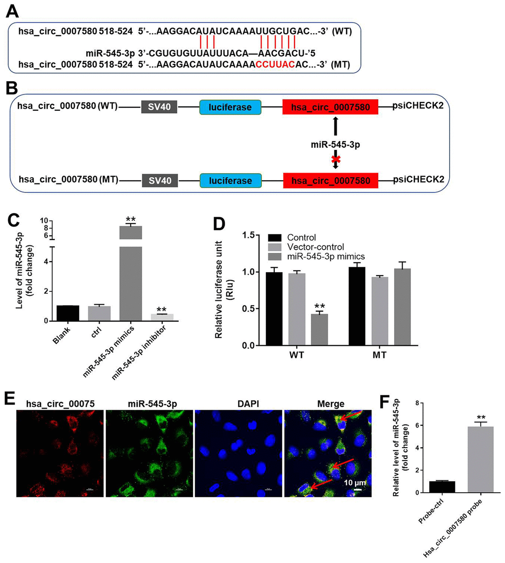 MiR-545-3p was the downstream target of hsa