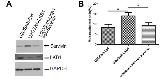 Survivin mediates chromosomal and genomic instability induced by LKB1 deficiency. (A) Western blotting detection of survivin expression after transfection of sh-survivin into U2OS/sh-LKB1 cells. (B) DAPI staining showing multinucleated cells after sh-survivin transfection.