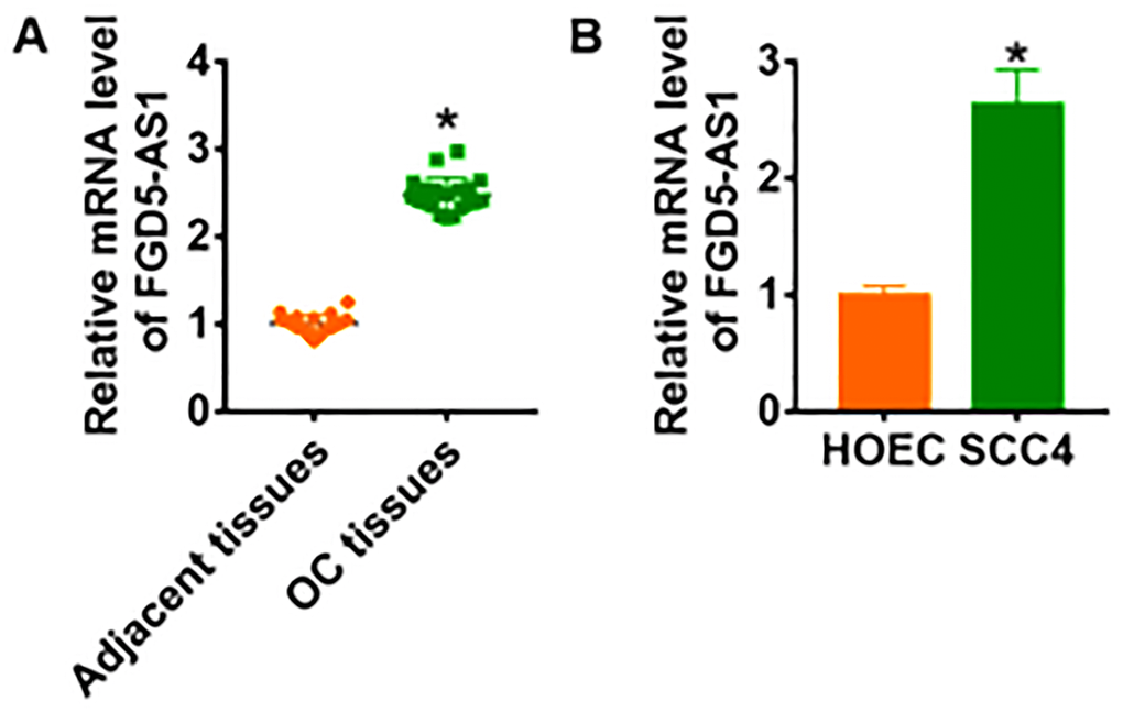 LncRNA FGD5-AS1 is increased in OC tissue and cells. (A) The expression of FGD5-AS1 in OC tissues (n = 20) and adjacent normal tissues (n = 20) determined by qRT-PCR (*pB) qRT-PCR assay analyzed the expression of FGD5-AS1 in human oral epithelial cells (HOEC) and OC cell lines SCC4, SCC-25 and CAL-27 (*p