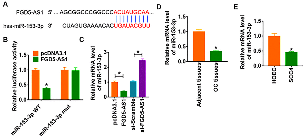 FGD5-AS1 regulates miR-153-3p expression. (A) The paired bases of FGD5-AS1 with miR-153-3p. (B) WT and mutant miR-153-3p luciferase plasmids were transfected into HEK293 cells with pcDNA3.1 or FGD5-AS1. The luciferase activity was measured by dual-luciferase reporter assay system. (*pC) FGD5-AS1 or si- FGD5-AS1 or its NC was transfected into SCC4 cells. The mRNA level of miR-153-3p was analyzed by qRT-PCR (*pD) and cells (E) was detected by qRT-PCR (*p