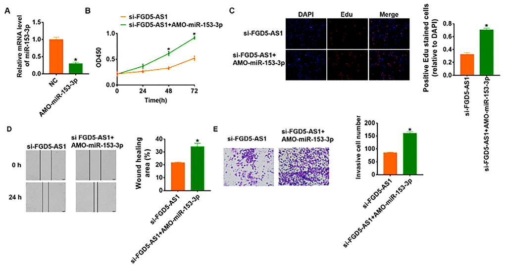 Knockdown of FGD5-AS1 inhibits OC development by regulating miR-153-3p. (A) The expression of miR-153-3p in SCC4 cells after AMO- miR-153-3p or NC transfection was determined by qRT-PCR (*pB) CKK-8 assay was used to examine the cell growth at 0, 24, 48 and 72 h (*pC) Edu assay was used to calculated cell proliferation (*pD) Wound healing assay was used to detect cell migration (*pE) Transwell assay was performed to check cell invasive ability (*p