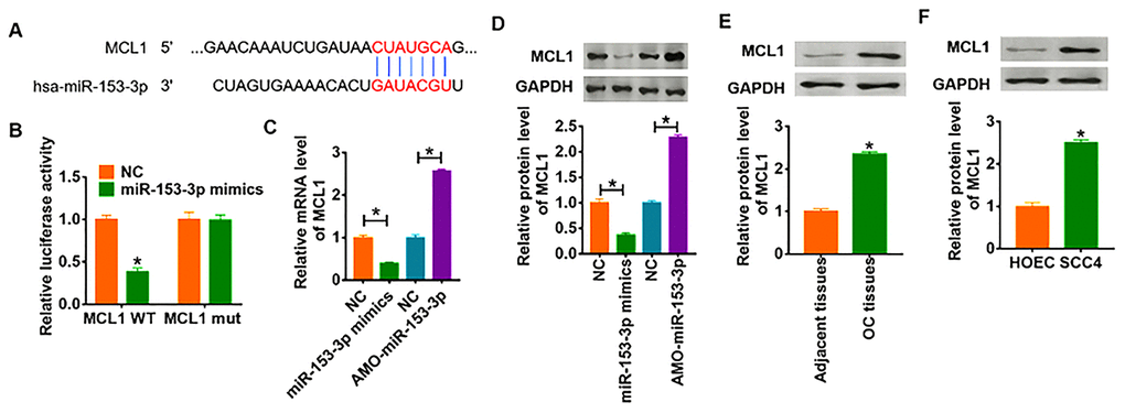 MCL1 is direct targets of miR-153-3p. (A) Targeting prediction results of miR-153-3p with MCL1. (B) WT and mutant MCL1 luciferase plasmids were transfected into HEK293 cells with NC or miR-153-3p. The luciferase activity was measured by dual-luciferase reporter assay system. (*pC) The mRNA level of MCL1 was analyzed by qRT-PCR (*pD) Western blot was performed to detect MCL1 protein expression of (*pE) and cells (F) was detected by western blot (*p