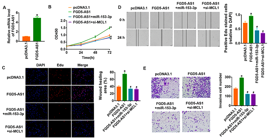 LncRNA FGD5-AS1 promotes OC progression via miR-153-3p/MCL1 axis. (A) FGD5-AS1 plasmid was transfected into SCC4 cells, and qRT-PCR analysis was used to detect the transfection efficiency (*pB) and Edu assay (C) was used to calculate cell proliferation (*pvs pcDNA3.1, #pvs FGD5-AS1). (D) Wound healing assay was used to detect cell migration (*pvs pcDNA3.1, #pvs FGD5-AS1). (E) Transwell assay was performed to check cell invasive ability (*pvs pcDNA3.1, #pvs FGD5-AS1).