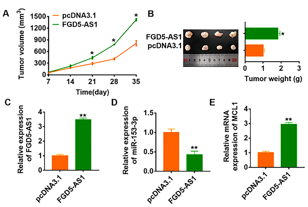 LncRNA FGD5-AS1 promotes in vivo tumor growth in the nude mice. The nude mice were subcutaneously injected with SCC4 cells (5 x 106) into the right flanks of the nude mice. 1 week later, we injected lentivirus packaged FGD5-AS1 or pcDNA3.1 into tumors. (A) The tumor volume was assessed in the nude mice every 7 days (*pB) Tumor weight was determined in the isolated tumors from the nude mice (*pC) The relative expression of FGD5-AS1 was determined by qRT-PCR in the isolated tumor tissues (**pD) and MCL1 (E) (*p