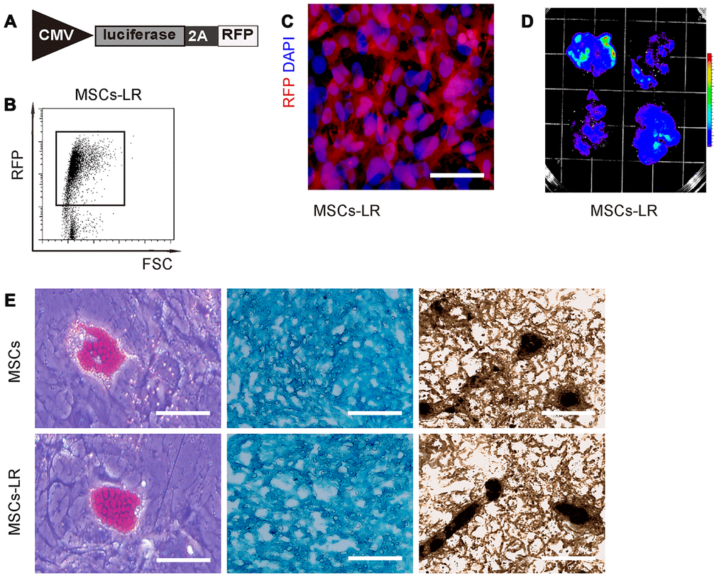 Preparation of genetically labeled MSCs. (A) Schematic of lentivirus carrying luciferase and RFP reporters with an 2A connector under the control of a CMV promoter. (B) Flow cytometry for transduced MSCs (MSC-LR) for RFP. (C) MSCs-LR in cell culture, showing RFP label and nuclei by DAPI staining. (D) Bioluminescence was detected in MSCs-LR cells after luciferin exposure. (E) Osteocyte-, adipocyte- and chondrocyte- differentiation of MSCs-LR and control MSCs, validated by Von Kossa staining, Oil red O staining and Alcian blue staining, respectively. *p