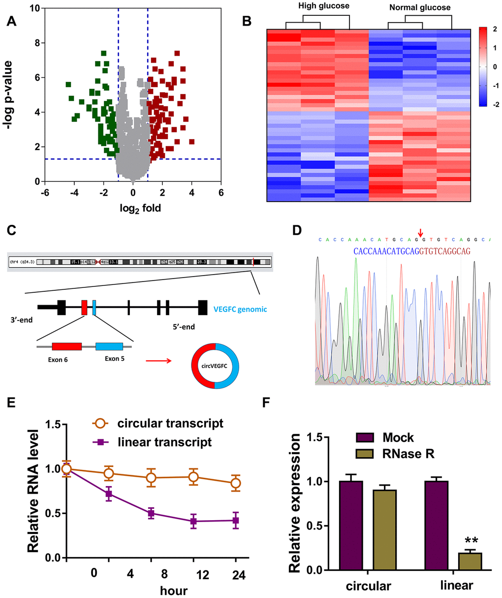 Circular RNA microarray revealed the novel circVEGFC in HG-induced HUVECs. (A) Volcano plot revealed the up-regulated circRNAs (red) and down-regulated circRNAs (green) in the microarray analysis. (B) Heat map demonstrated the dysregulated circRNAs in the microarray sequencing. (C) Schematic diagram illustrated the biogenesis of circVEGFC from the exon-6 and exon-5 of VEGFC gene locus. (D) The junction sites of circVEGFC was validated using the Sanger sequencing. (E) RNA stability assay revealed the circular or linear transcript form when treated with transcription inhibitor actinomycin D. (F) RT-PCR revealed the linear or circular transcript form of VEGFC when treated with RNase R. **P 