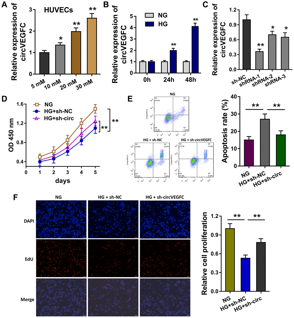 circVEGFC knockdown alleviated the apoptosis and proliferation inhibition induced by HG. (A) RT-qPCR showed the level of circVEGFC in the HUVEC cells treated with HG concentration gradient. (B) The expression level of circVEGFC with different time. (C) Short hairpin RNA (shRNA) was synthesized to knock down the circVEGFC expression. (D) CCK-8 assay indicated the proliferative ability of HUVECs with normal glucose (NG)/HG administration or circVEGFC knockdown transfection. (E) Flow cytometry apoptosis unveiled the apoptosis of HUVECs with NG/HG administration or circVEGFC knockdown. (F) Ethynyl-2-deoxyuridine (EdU) demonstrated the proliferation of HUVECs transfected with circVEGFC knockdown or control. *P 