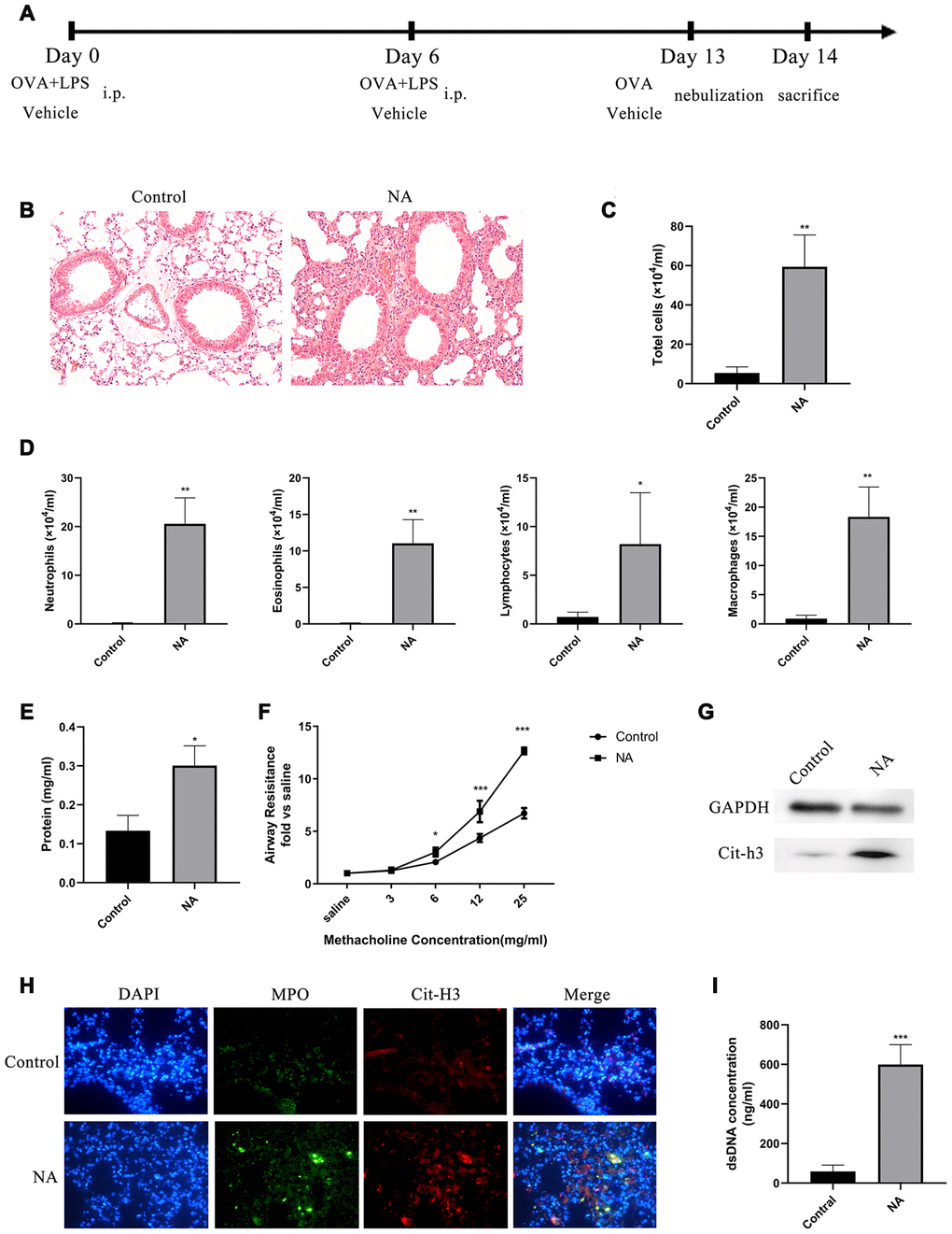 NETs were generated in a mouse model of neutrophilic asthma (NA). (A) Flow chart for generation of NA mice. (B) HE staining of lungs showed prominent inflammatory cell infiltration around the bronchi and blood vessels of NA mice (200X). (C–E) Total cells, differential cell count, and total protein in the BALF supernatant of NA mice were measured. (F) Airway resistance was measured in NA mice after treatment with different concentrations of methacholine. (G) Cit-H3 expression was measured by western blotting. (H) Cit-H3 and MPO expression was measured by immunofluorescence (400X). (I) dsDNA concentration in the BALF supernatant of NA mice was detected by PicoGreen analysis. *: P