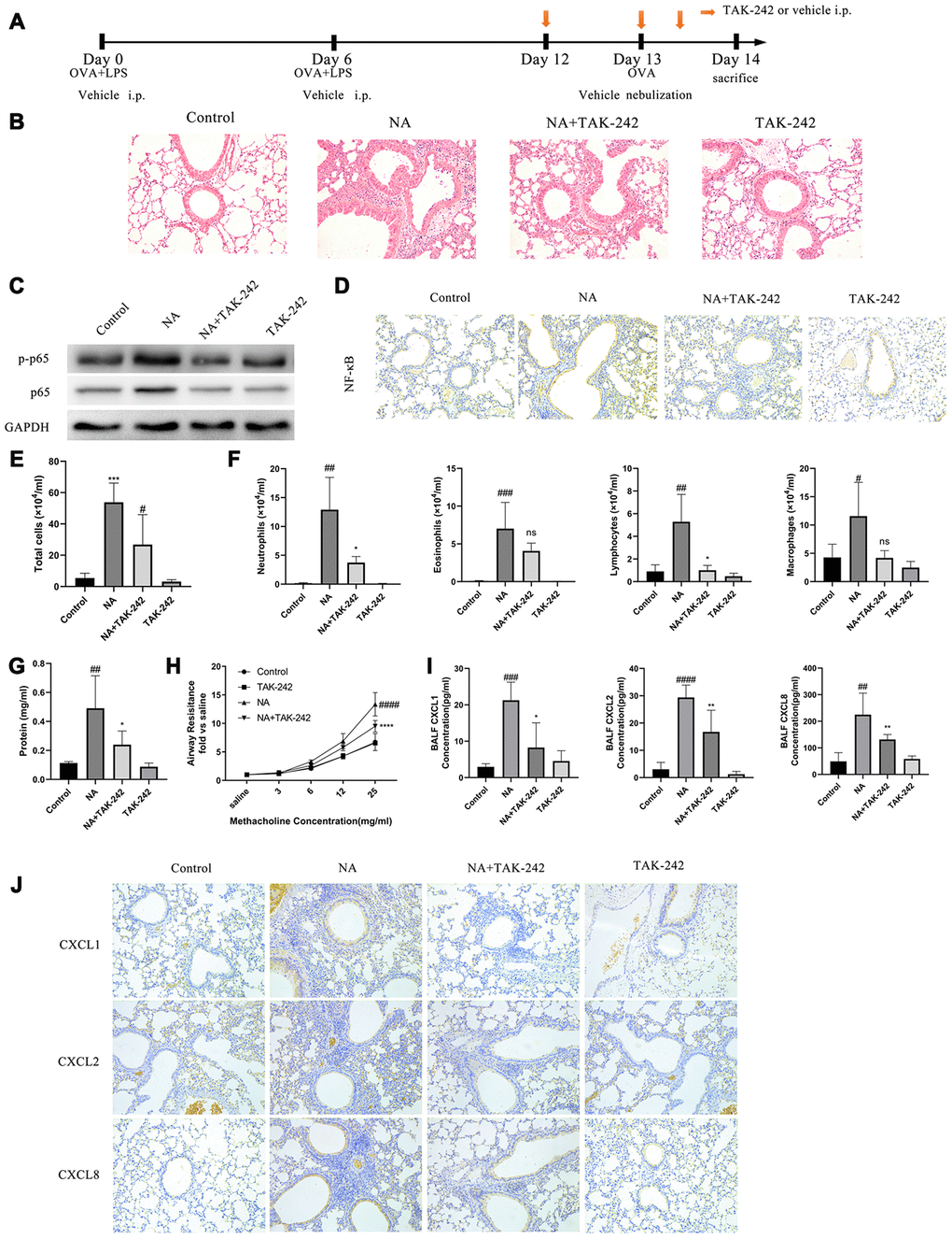 Blocking the TLR4/NF-κB pathway with TAK-242 reduced the expression of chemotactic factors and alleviate airway inflammation in NA mice. (A) Flow chart for intraperitoneal administration of TAK-242. (B) HE staining results showed that TAK-242 treatment could alleviate inflammation (200X). (C) p65 NF-κB and p-p65 NF-κB expression was measured by western blotting. (D) p65 NF-κB expression was measured by immunohistochemistry (200X). (E–G) Total cells, differential cells, and total protein were measured in the BALF of NA mice. (H) Airway resistance was measured after methacholine treatment. (I) CXCL1, CXCL2, and CXCL8 expression in the BALF of NA mice was measured by ELISA. (J) CXCL1, CXCL2, and CXCL8 expression was measured by Immunohistochemistry in the lung tissues of NA mice. #: P