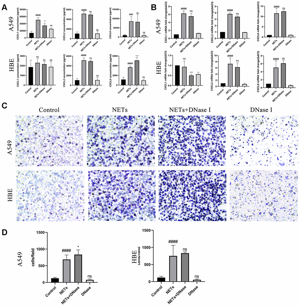 Degradation of NETs by DNase I has no effect on chemokine expression and neutrophil migration in vitro. (A, B) After treatment of HBEs and A549 cells with DNase I and NETs simultaneously, CXCL1, CXCL2, and CXCL8 levels in the supernatant were analyzed by Luminex and RT-qPCR. (C and D) After treatment of HBEs and A549 cells with DNase I and NETs simultaneously, the supernatant was collected and added into the lower chamber. Neutrophils were cultured in the upper chamber and neutrophil migration was analyzed by transwell after cell culture supernatant was induced for 48 h (200X). #: P