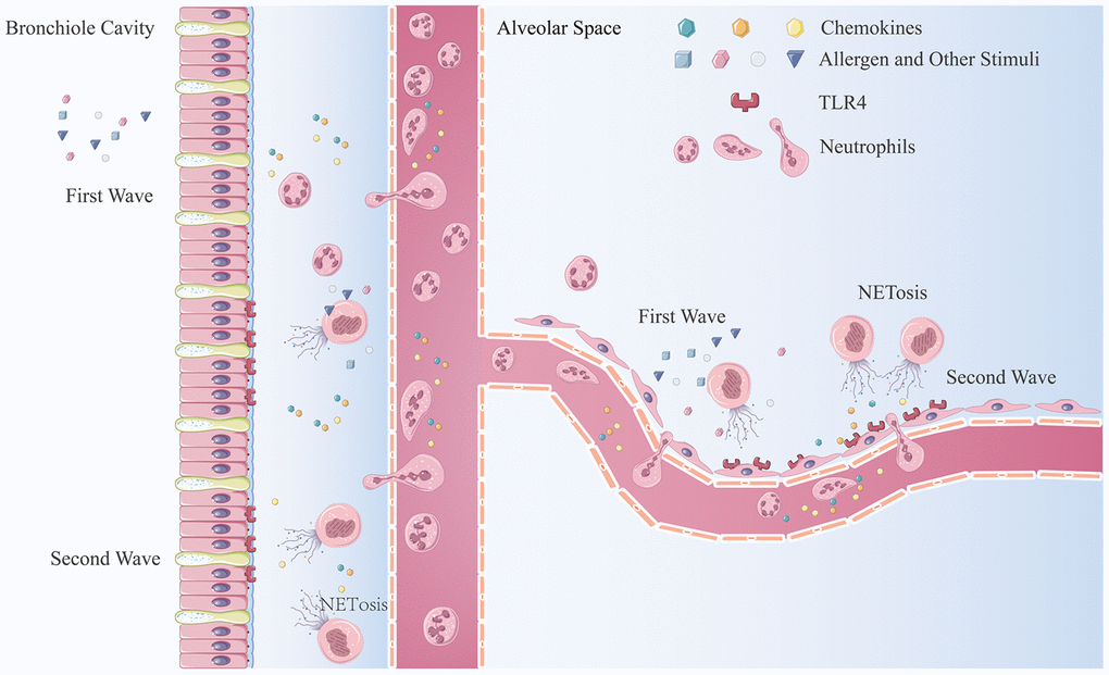 The mechanism of neutrophilic inflammation amplification cycle initiated by NETs. (A) Allergen or other stimuli cause the first wave of neutrophil recruitment. (B) NET formation are stimulated by inflammatory factors, bacterial components, or other stimulators. (C) NETs aggregate at the bronchiole and lung-bubble cavities and stimulation of the HBEs and HAEs expressing neutrophilic chemokines. (D) Neutrophils migrate from the peripheral blood to lung interstitial tissue and parenchyma generate more NETs when stimulated.