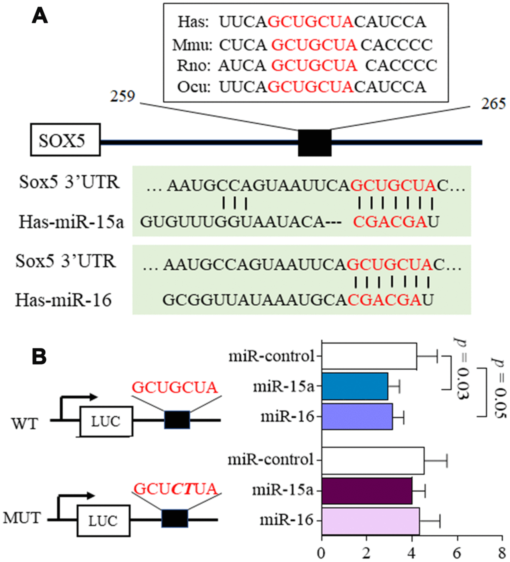 MicroRNA-15a/16 targets the 3’UTR of SOX5. (A) Schematic representation of the putative target site for miR-15a/16 in the 3’UTR of SOX5. The binding sites of miR-15a/16 in SOX5 3’UTR were conserved among species. (B) 293T cells were co-transfected with luciferase reporter containing wild-type (WT), mutant (MUT) 3’UTR of SOX5 and miRNA mimics. Mutations within the seed sequence were marked as bold italic. After transfection for 48h, the luciferase intensity was measured and renilla intensity was used as for normalization. Bars show the mean ± SD of 3 independent experiments.