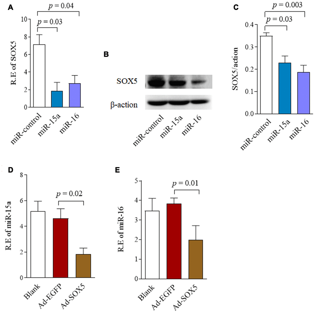 Reciprocal repression between SOX5 and miR-15a/16. (A, B) RA-FLSs cell line of MH7A was transfected with miR-15a/16 mimics for 48h. SOX5 expression level was determined by RT-qPCR (A) and western-blot (B). (C) Graphs show the quantitation data derived from left western-blot figure. (D, E) MH7A was transfected with Ad-SOX5 for 48h. The expressions of miR-15a (D) and miR-16 (E) were detected by RT-qPCR. Bars show the mean ± SD of 3 independent experiments.