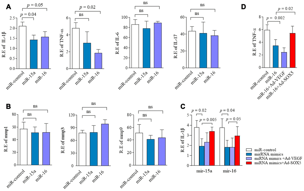 Regulation of miR-15a/16/SOX5 axis on cytokine production in RA-FLSs. (A, B) Following transfected with miR-15a, miR-16 mimics and miR-control for 48h, expression of IL-1β,TNF-α, IL-6, IL-17 (A), MMP-1, MMP-3 and MMP-9 (B) was detected by RT-qPCR. (C, D) SOX5 overexpression alleviates the miR-15a/16 mimics-mediated inhibitory roles on IL-1β (C) and TNF-α (D) expression in FLSs. Bars show the mean ± SD of 3 independent experiments.