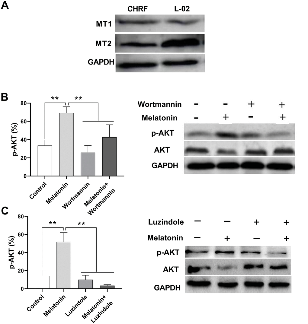 Melatonin increases the expression of p-AKT and this effect could be suppressed by Wortmannin and luzindole. Wortmannin is a non-specific, covalent inhibitor of PI3K. luzindole acts as a selective melatonin receptor antagonist for the MT2 receptor. A 30 min preincubation step with the PI3K inhibitor Wortmannin (100 nM) or a 60 min preincubation step with the MT2 receptor antagonist Luzindole (1 μM) was included before melatonin stimulation. (A) Melatonin receptors MT1 and MT2 were detected in megakaryocytic CHRF cells through Western Blot. L-02 cells was the positive control. P-AKT was also detected by Western Blot. Cells were treated with (B) melatonin (200 nM), wortmannin (100 nM) or melatonin+wortmannin and (C) melatonin (200 nM), luzindole (1 μM) or melatonin+luzindole. Two-way ANOVA (with a Tukey multiple comparison test) was employed to test for significance. * p