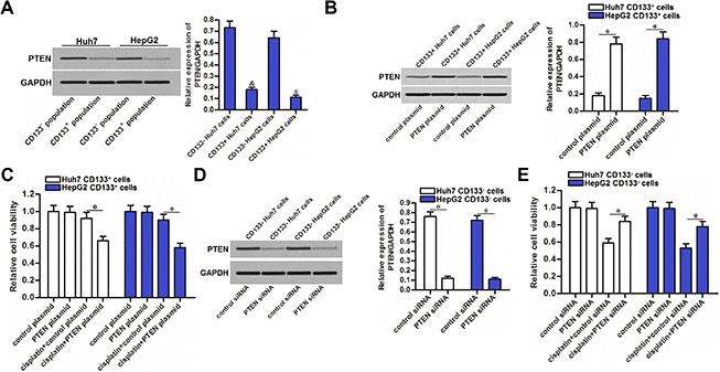 Effect of PTEN on regulating the cisplatin sensitivity of CD133+ and CD133- HCC cells. (A) expression of PTEN in CD133+ and CD133- Huh7 and HepG2 cells. &Pvs. CD133- Huh7 cells, #Pvs. CD133- HepG2 cells. (B) Transfection with PTEN plasmid increased the expression of PTEN in CD133+ Huh7 and HepG2 cells. *PC) Transfection with PTEN plasmid increased the sensitivity of CD133+ Huh7 and HepG2 cells to cisplatin (5 μM) treatment. *PD) Transfection with PTEN siRNA decreased the expression of PTEN in CD133- Huh7 and HepG2 cells. *PE) Transfection with PTEN siRNA decreased the sensitivity of CD133- Huh7 and HepG2 cells to cisplatin (5 μM) treatment. *P