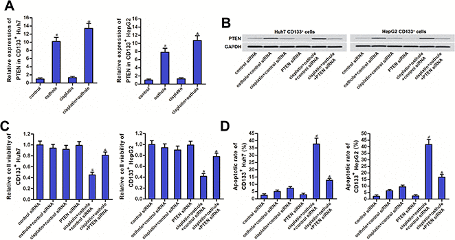 Osthole partially reversed the cisplatin resistance of CD133+ HCC cells through the PTEN pathway. (A) QRT-PCR analysis was used to test the effect of osthole (10 μmol/L) on changing the expression of PTEN at the mRNA level. #Pvs. control group, &Pvs. cisplatin group. (B) Western blot analysis was used to evaluate the effect of osthole (10 μmol/L) and PTEN siRNA on affecting the expression of PTEN at the protein level. (C) Transfection with PTEN siRNA increased the cell viability of CD133+ Huh7 and HepG2 cells which were co-treated with osthole (10 μmol/L) and cisplatin (5 μmol/L). #Pvs. cisplatin+control siRNA group, &Pvs. cisplatin+osthole+control siRNA group. (D) Transfection with PTEN siRNA decreased the apoptotic rate of CD133+ Huh7 and HepG2 cells which were co-treated with osthole (10 μmol/L) and cisplatin (5 μmol/L). #Pvs. cisplatin+control siRNA group, &Pvs. cisplatin+osthole+control siRNA group.