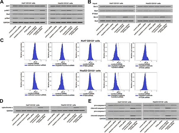 osthole enhanced the cisplatin-induced apoptosis through the PTEN/AKT/Bad/Bcl-2 pathway in CD133+ HCC cells. (A) Effect of osthole (10 μmol/L) and PTEN siRNA on affecting the phosphorylation of AKT and Bad in CD133+ Huh7 and HepG2 cells. (B) Effect of osthole (10 μmol/L) and PTEN siRNA on affecting the interaction with Bad and Bcl-2 in CD133+ Huh7 and HepG2 cells. (C) Osthole (10 μmol/L) enhanced the effect of cisplatin (5 μmol/L) on reducing the mitochondrial membrane potential (ΔΨm) of CD133+ Huh7 and HepG2 cells. (D) Osthole (10 μmol/L) increased the cytosolic cytochrome c in CD133+ Huh7 and HepG2 cells which were treated with cisplatin (5 μmol/L). (E) Osthole (10 μmol/L) increased the apoptotic rate of CD133+ Huh7 and HepG2 cells which were treated with cisplatin (5 μmol/L).